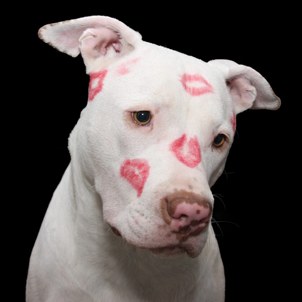 Dog covered in Valentine's Day kisses